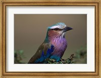 Kenya, Masai Mara, Lilac-breasted Roller bird Fine Art Print