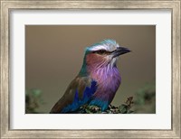 Kenya, Masai Mara, Lilac-breasted Roller bird Fine Art Print