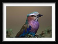Kenya, Masai Mara, Lilac-breasted Roller bird Fine Art Print
