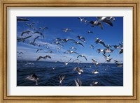 Kelp Gulls, South Africa Fine Art Print
