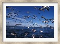 Kelp Gulls, South Africa Fine Art Print