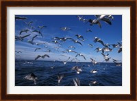 Kelp Gulls, South Africa Fine Art Print