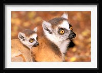 Madagascar, Berenty Reserve, Ring-tailed lemur primates Fine Art Print