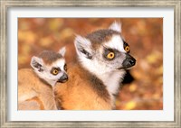 Madagascar, Berenty Reserve, Ring-tailed lemur primates Fine Art Print