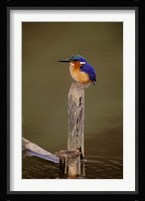 Madagascar, La Madraka. Malagasy Kingfisher Fine Art Print