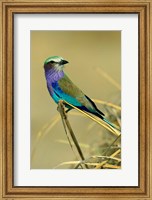 Lilac-Breasted Roller bird, Mana Pools NP, Zimbabwe Fine Art Print