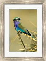 Lilac-Breasted Roller bird, Mana Pools NP, Zimbabwe Fine Art Print