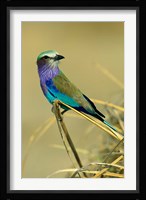 Lilac-Breasted Roller bird, Mana Pools NP, Zimbabwe Fine Art Print