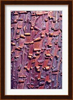 Madrone Tree Bark Abstract pattern Fine Art Print