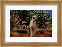 Madagascar, Berenty Private Reserve. Ring-tailed Lemur Fine Art Print