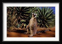 Madagascar, Berenty Private Reserve. Ring-tailed Lemur Fine Art Print