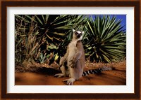 Madagascar, Berenty Private Reserve. Ring-tailed Lemur Fine Art Print