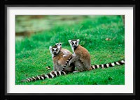 Madagascar, Antananarivo, Ring-tailed lemur, primate Fine Art Print