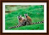 Madagascar, Antananarivo, Ring-tailed lemur, primate Fine Art Print