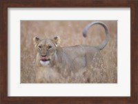 Lioness in Tall Grass on Savanna, Masai Mara Game Reserve, Kenya Fine Art Print