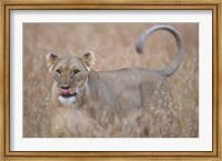 Lioness in Tall Grass on Savanna, Masai Mara Game Reserve, Kenya Fine Art Print