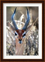 Male Gerenuki with Large Eyes and Curved Horns, Kenya Fine Art Print