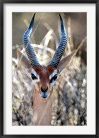 Male Gerenuki with Large Eyes and Curved Horns, Kenya Fine Art Print