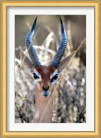 Male Gerenuki with Large Eyes and Curved Horns, Kenya Fine Art Print