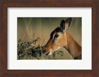 Kenya, Lake Nakuru NP, Impala wildlife Fine Art Print