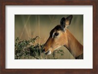Kenya, Lake Nakuru NP, Impala wildlife Fine Art Print