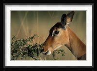 Kenya, Lake Nakuru NP, Impala wildlife Fine Art Print