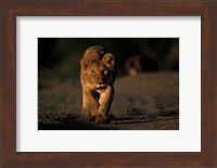Lion Cub Stalking, Masai Mara Game Reserve, Kenya Fine Art Print