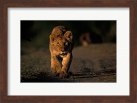 Lion Cub Stalking, Masai Mara Game Reserve, Kenya Fine Art Print