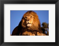 Lion, Masai Mara, Kenya Fine Art Print
