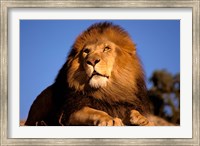 Lion, Masai Mara, Kenya Fine Art Print