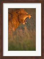 Kenya, Masai Mara Game Reserve, Lion, grass, savana Fine Art Print