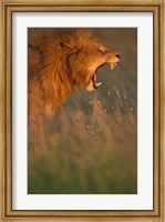 Kenya, Masai Mara Game Reserve, Lion, grass, savana Fine Art Print