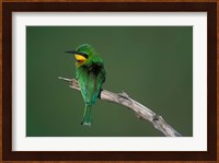 Kenya, Masai Mara Game Reserve, Little Bee Eater bird Fine Art Print
