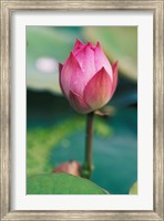 Lotus flower bud, Hangzhou, Zhejiang Province, China Fine Art Print