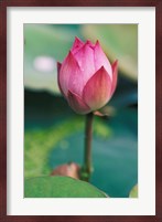 Lotus flower bud, Hangzhou, Zhejiang Province, China Fine Art Print