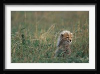 Kenya, Masai Mara Game Reserve, Cheetah, Savanna Fine Art Print