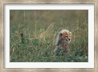 Kenya, Masai Mara Game Reserve, Cheetah, Savanna Fine Art Print