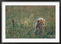 Kenya, Masai Mara Game Reserve, Cheetah, Savanna Fine Art Print
