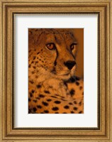 Kenya, Masai Mara Game Reserve, Cheetah, sunset Fine Art Print