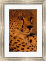 Kenya, Masai Mara Game Reserve, Cheetah, sunset Fine Art Print