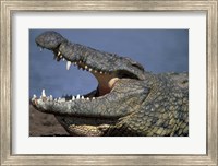 Kenya, Masai Mara Game Reserve, Nile Crocodile Fine Art Print