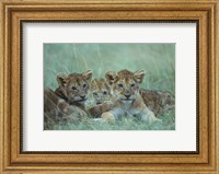 Lion Cubs Rest in Grass, Masai Mara Game Reserve, Kenya Fine Art Print