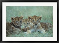 Lion Cubs Rest in Grass, Masai Mara Game Reserve, Kenya Fine Art Print
