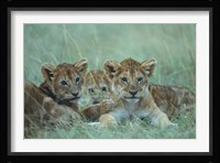 Lion Cubs Rest in Grass, Masai Mara Game Reserve, Kenya Fine Art Print