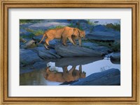 Lion Pride along Rocky Bank, Telek River, Masai Mara Game Reserve, Kenya Fine Art Print