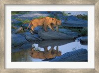 Lion Pride along Rocky Bank, Telek River, Masai Mara Game Reserve, Kenya Fine Art Print