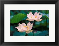 Lotus Flower in Blossom, China Fine Art Print