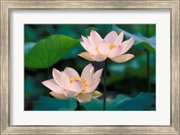 Lotus Flower in Blossom, China Fine Art Print