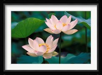 Lotus Flower in Blossom, China Fine Art Print