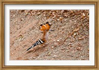 Madagascar. Madagascar Hoopoe, endemic bird Fine Art Print